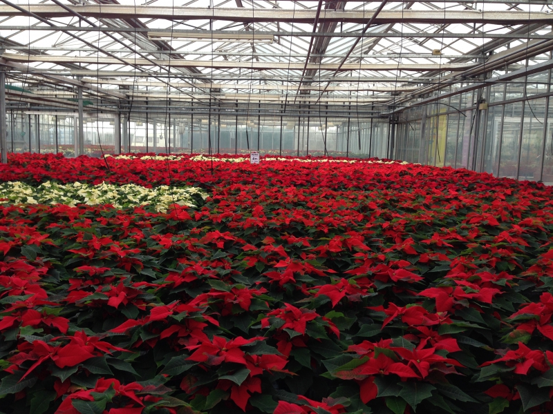 pepiniere-LE BROC-min_poinsettia-210023